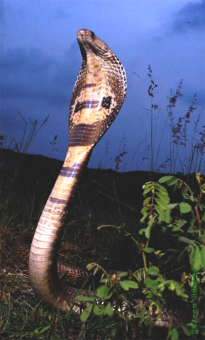 indian-cobra-480