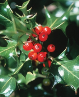 Holly berries