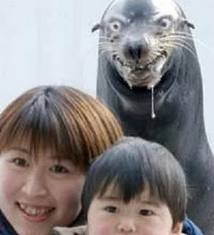 Google image search for "Selkie" didn't quite capture it--too many wistful women lounging on beaches. So you get this instead.