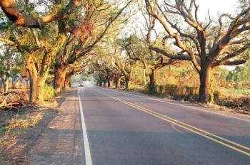 Bayou County oakroad