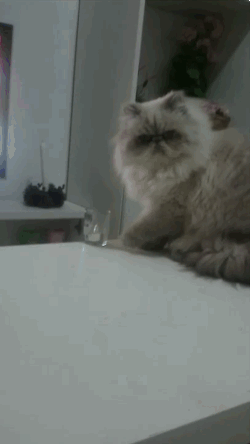 cat knocking over water gif