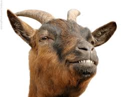 Goat