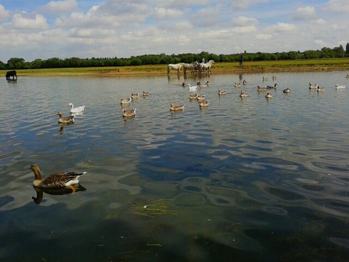 View of the Thames/Isis near Binsey.