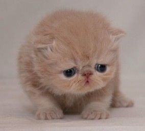 Some of this article's image searches were scarring. Sad kitten is sad by lack of Google foresight.