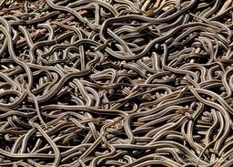 A snake pit is that gift that keeps on giving. And taking.