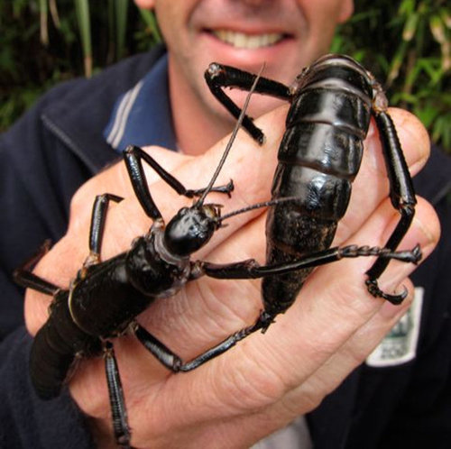 Giant insects devour foolish scientist-small