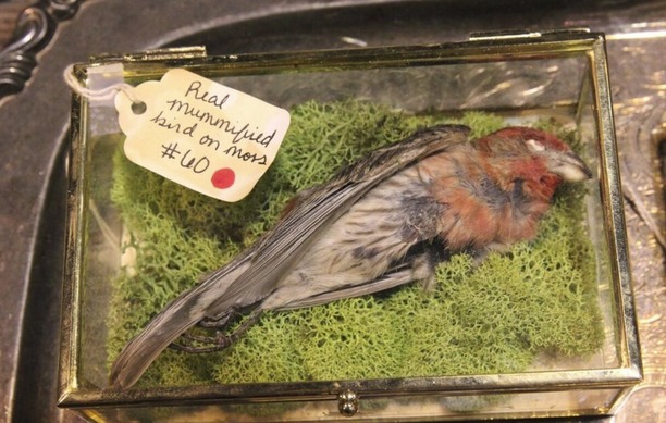 Real mummified bird-small