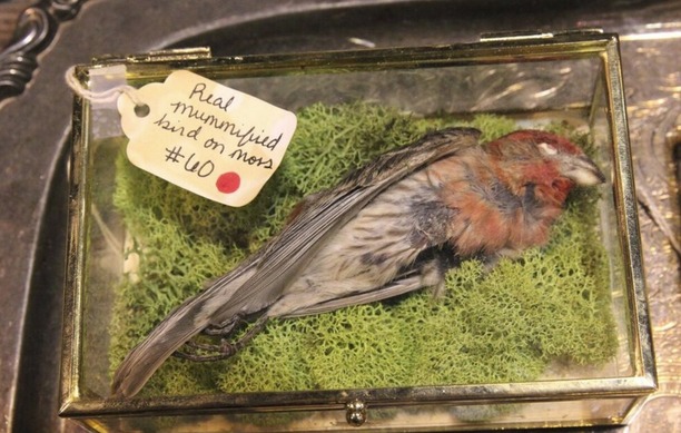 Real mummified bird-small