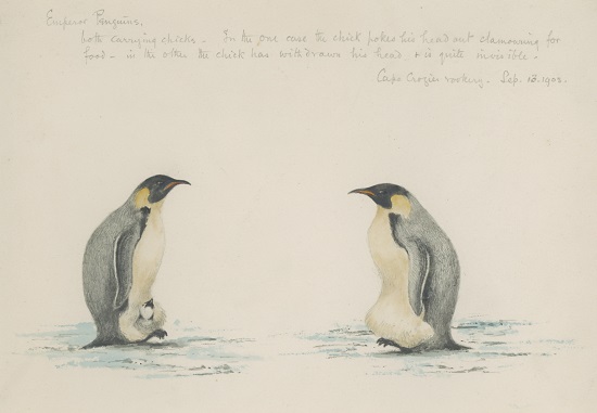 Dr Edward Adrian Wilson Emperor Penguins, Cape Crozier Rookery