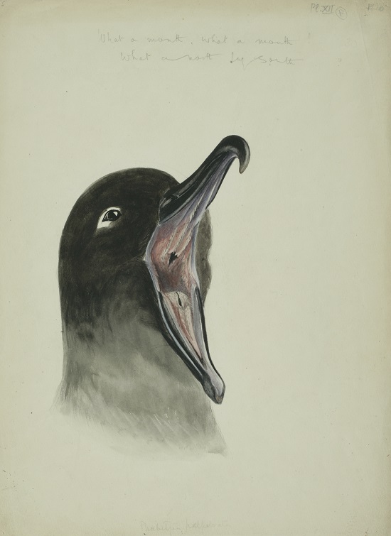 Dr Edward Adrian Wilson - Light-mantled sooty albatross