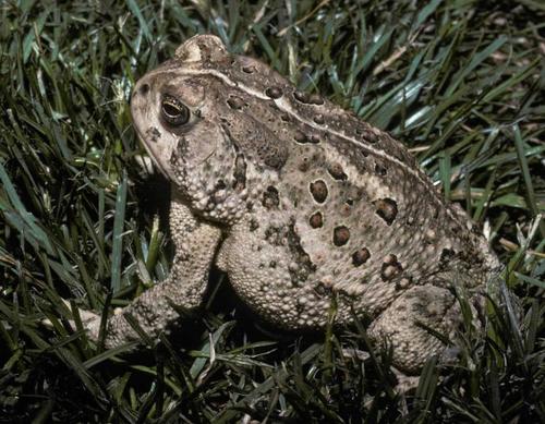 queen-of-toads-small