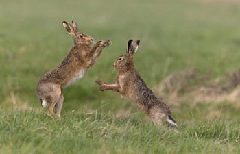 brown-hares-boxing-750x482