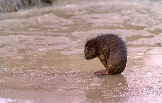 Sad beaver