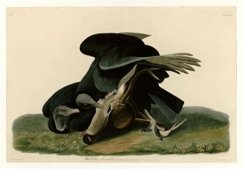 Black Vulture or Carrion Crow, by John James Audubon