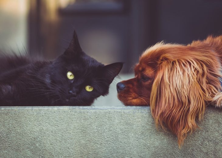 A young red spaniel lies down and looks lovingly at a young black cat.