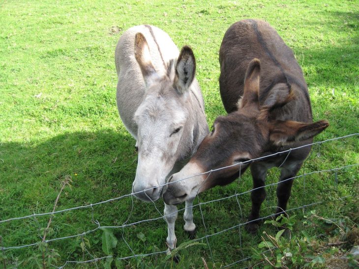 Two donkeys stand at a fence, with the darker of the two touching the muzzle of its companion with its own.